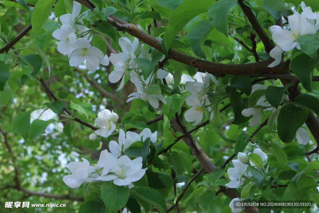 苹果花  