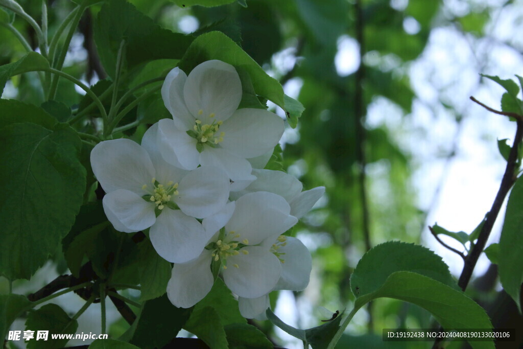 苹果花  