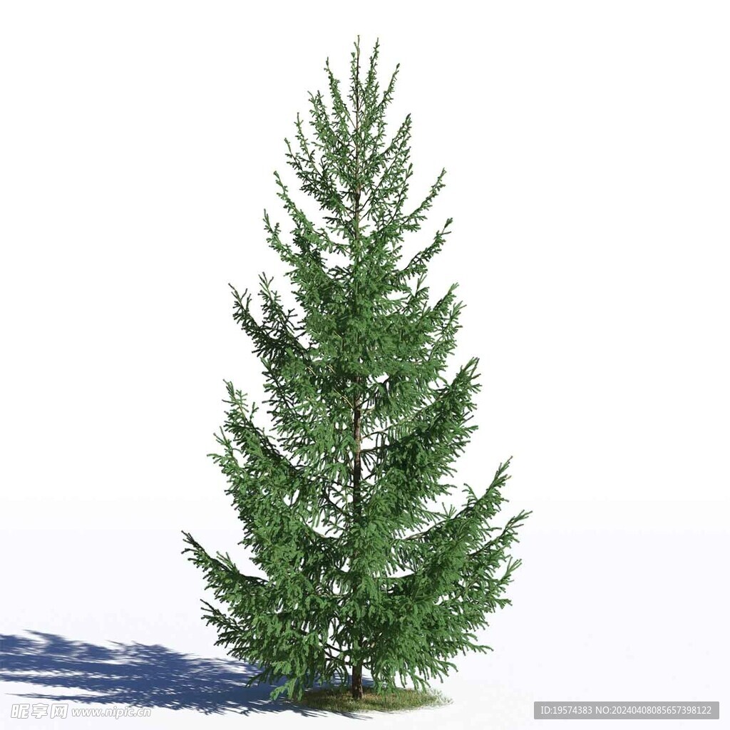 C4D模型 松树  