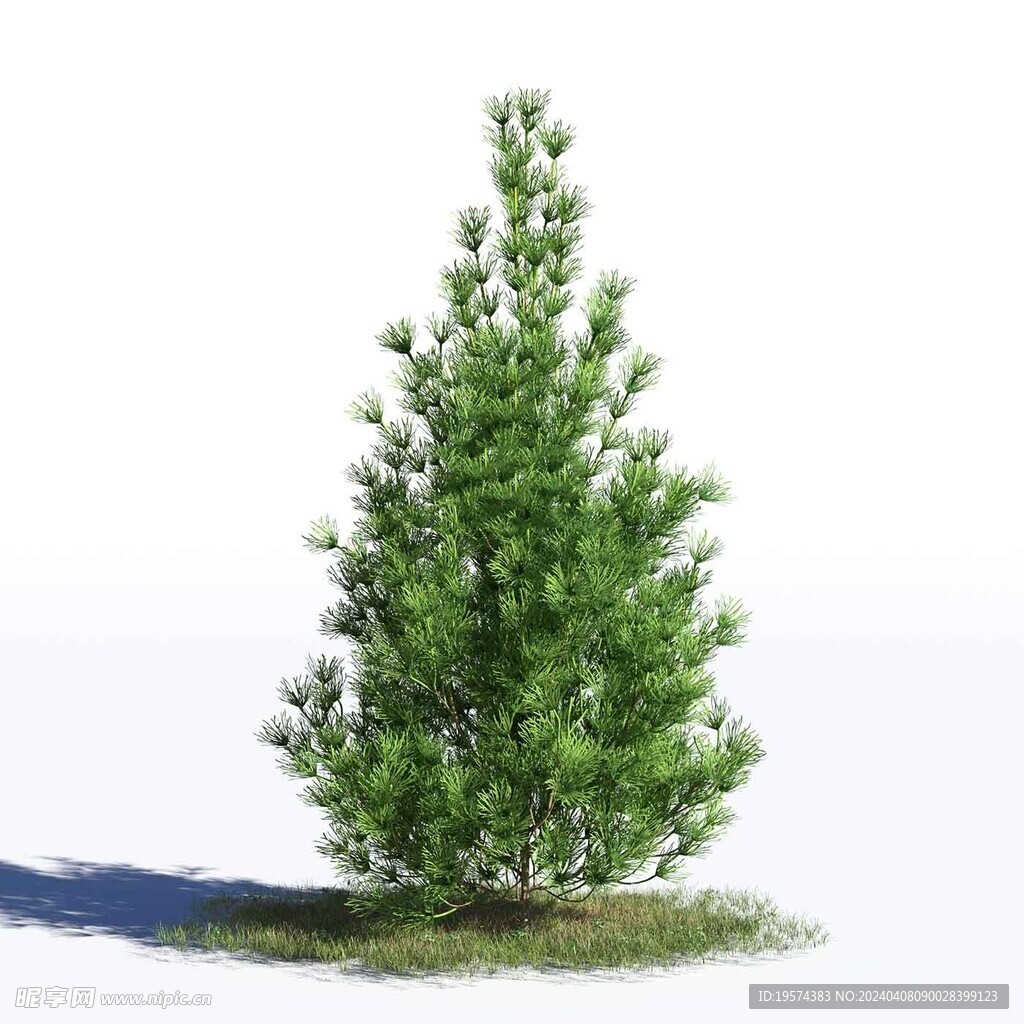 C4D模型 松树 