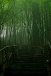竹林