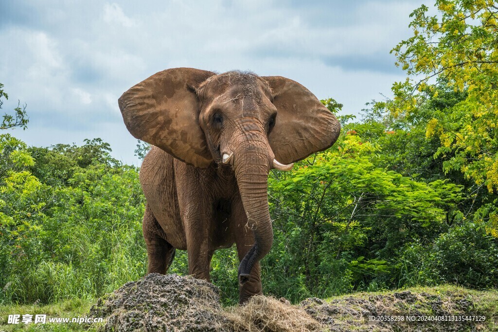 大象 