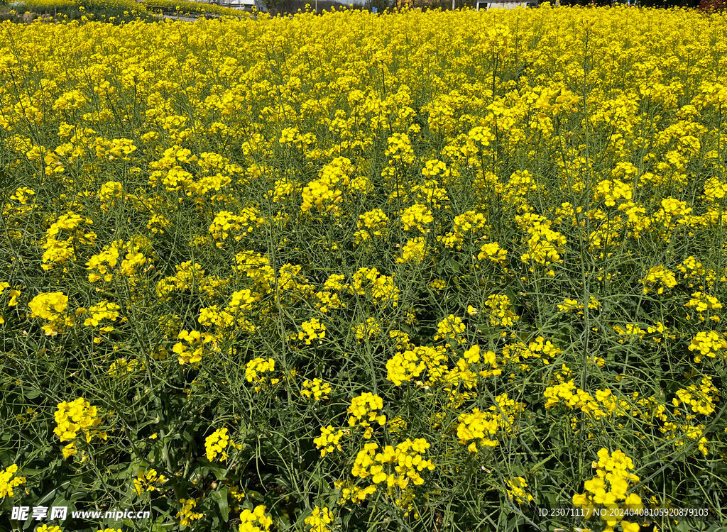  油菜花