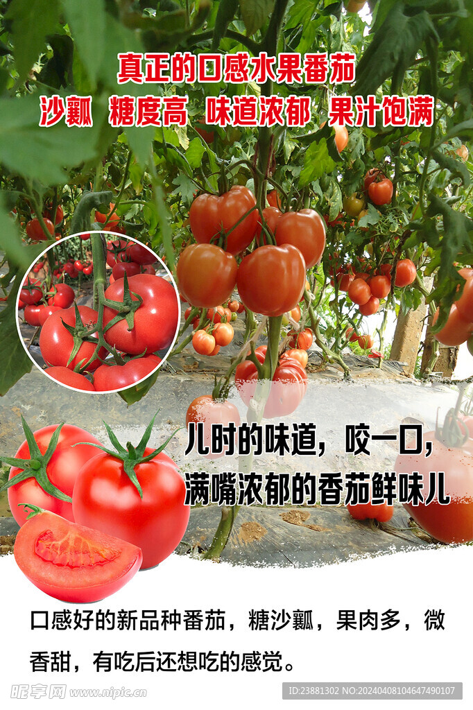 西红柿  番茄海报