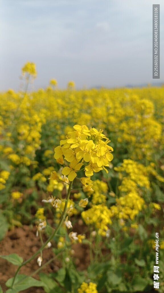 油菜花