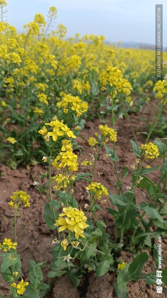 油菜花