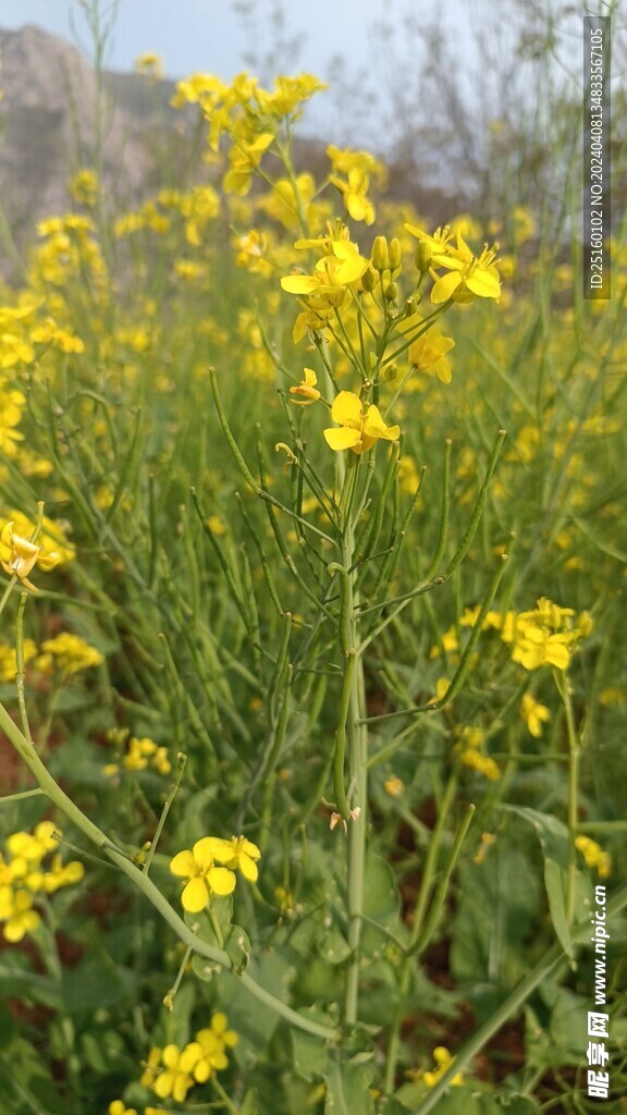 油菜花