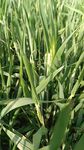 小麦抽穗