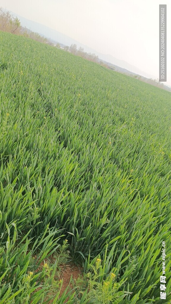 麦地草