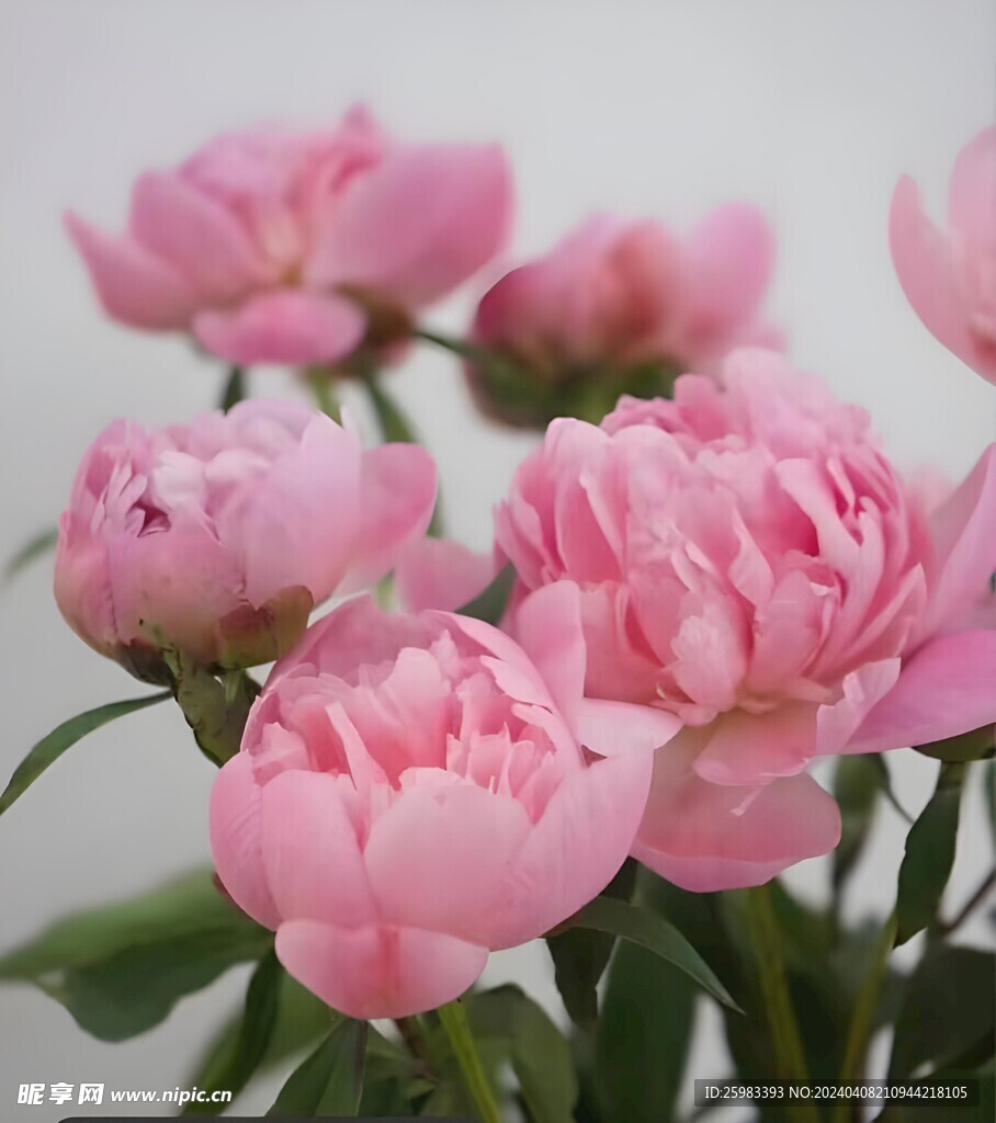 芍药花