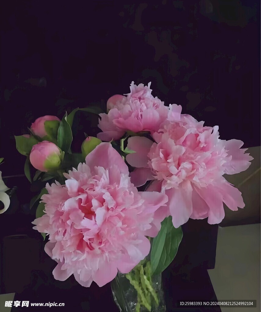 芍药花