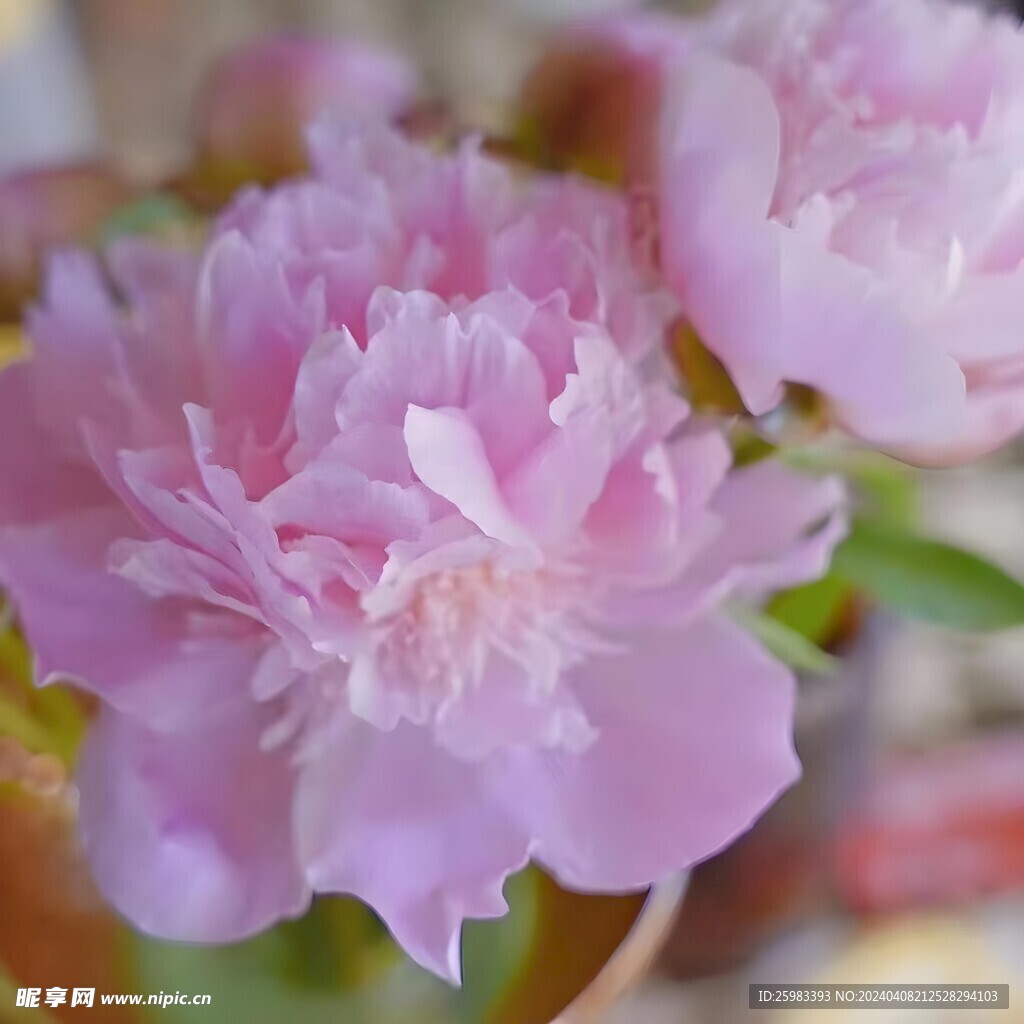 芍药花 