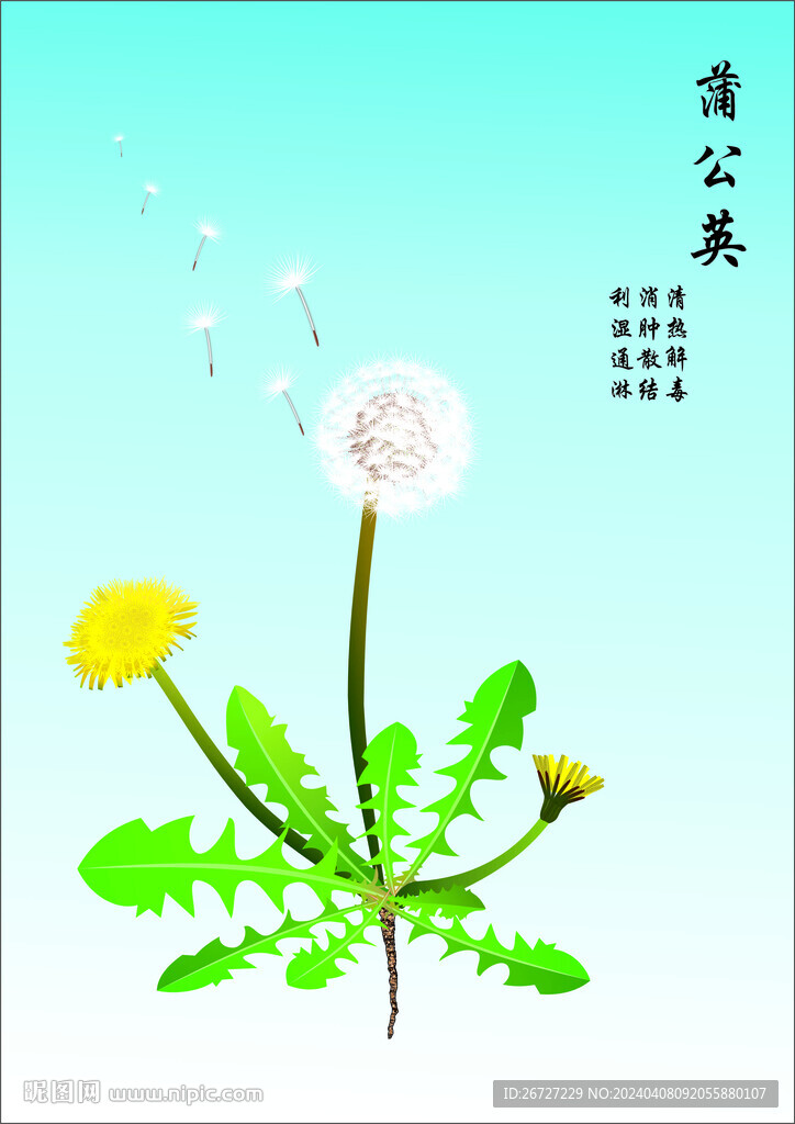 蒲公英