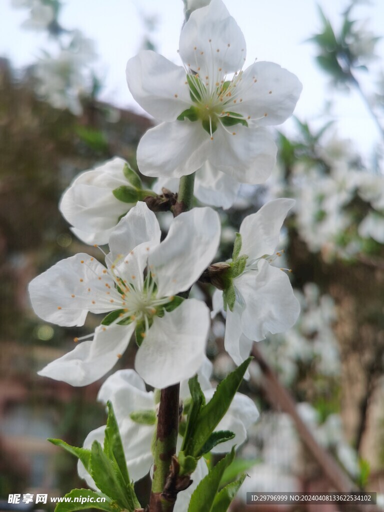 一枝梨花