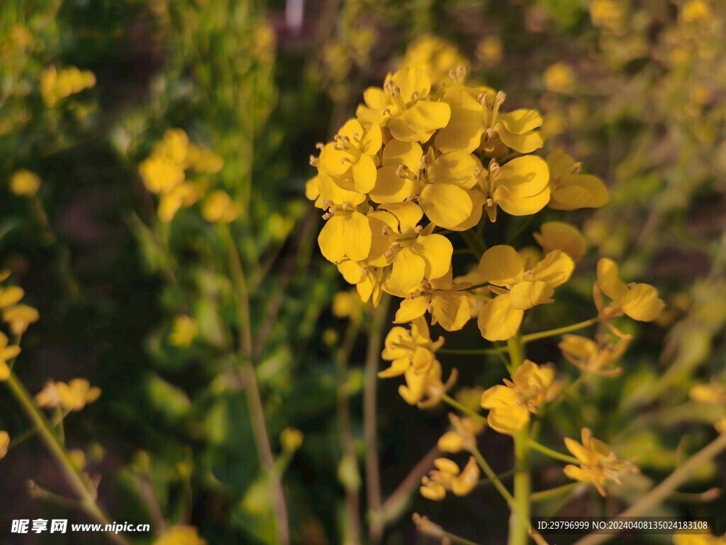 油菜花