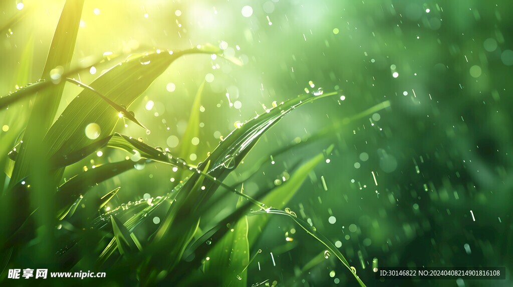 谷雨时节雨纷飞