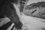 骏马