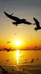海边夕阳海鸥飞翔高清竖屏视频