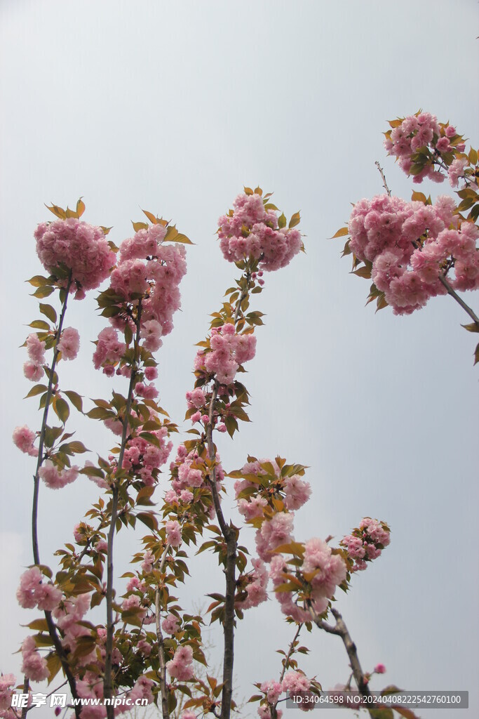 一束樱花