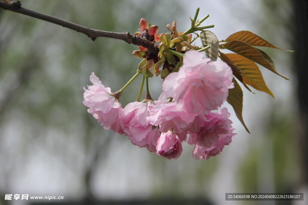 一枝樱花