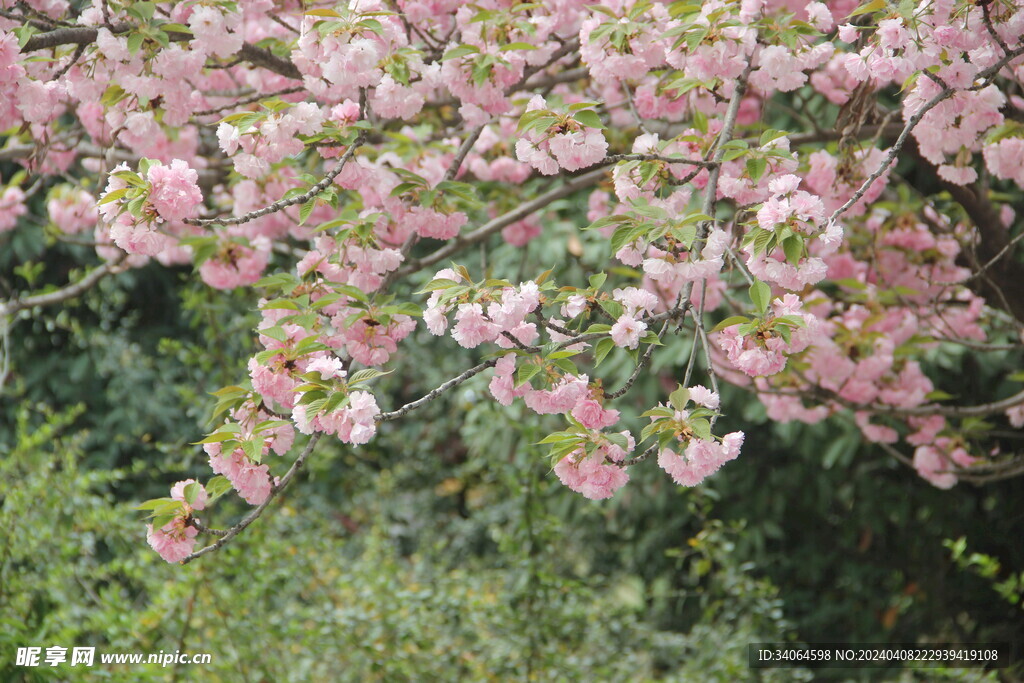 绿树樱花