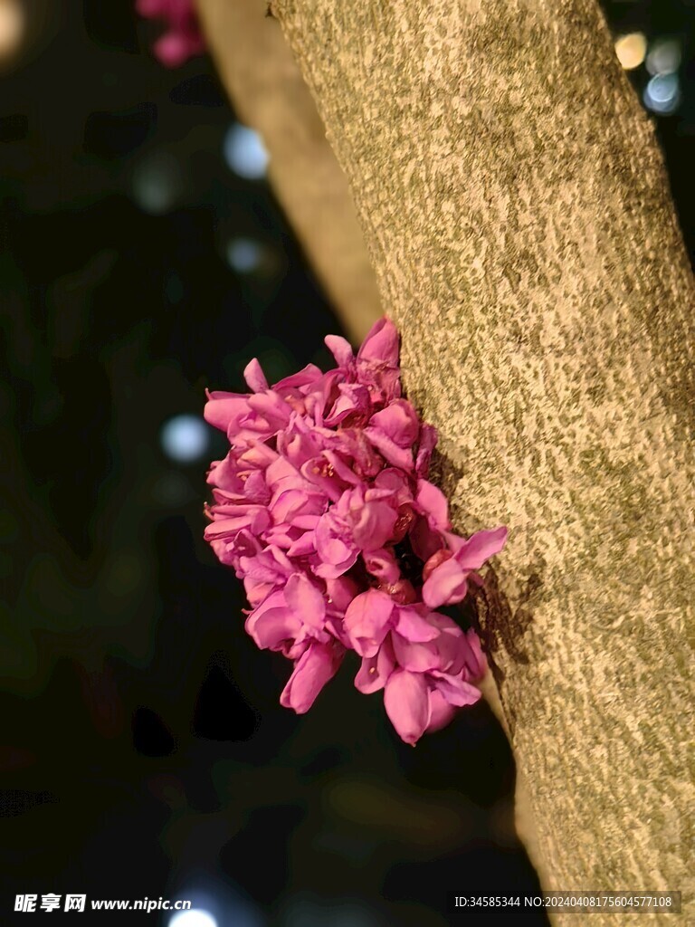 紫荆花