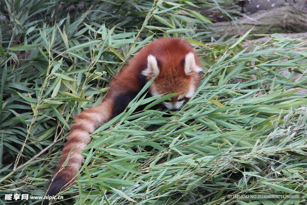 小熊猫