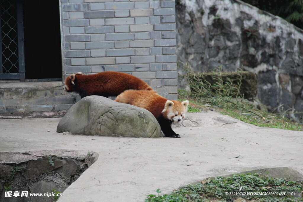 小熊猫