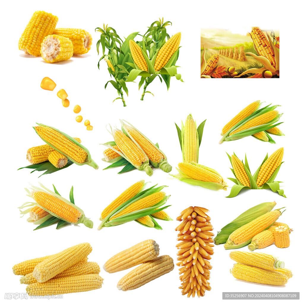 玉米高清免抠源文件
