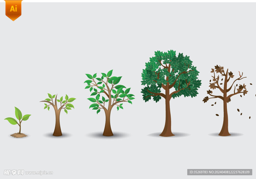 树木生长阶段插画