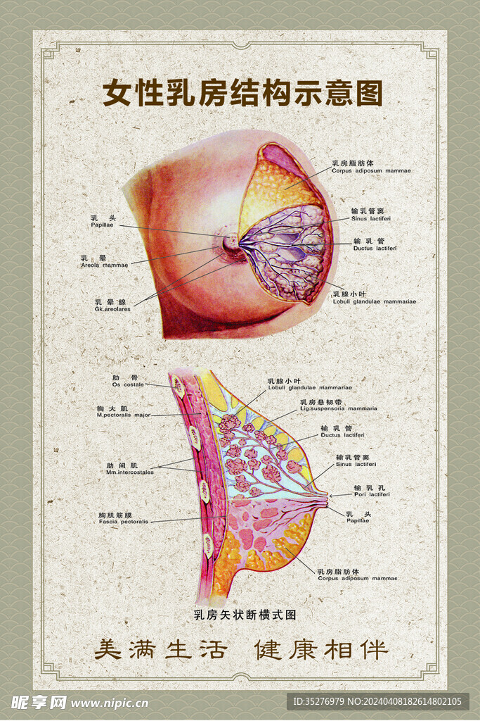 女性乳房结构示意图