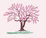樱花树