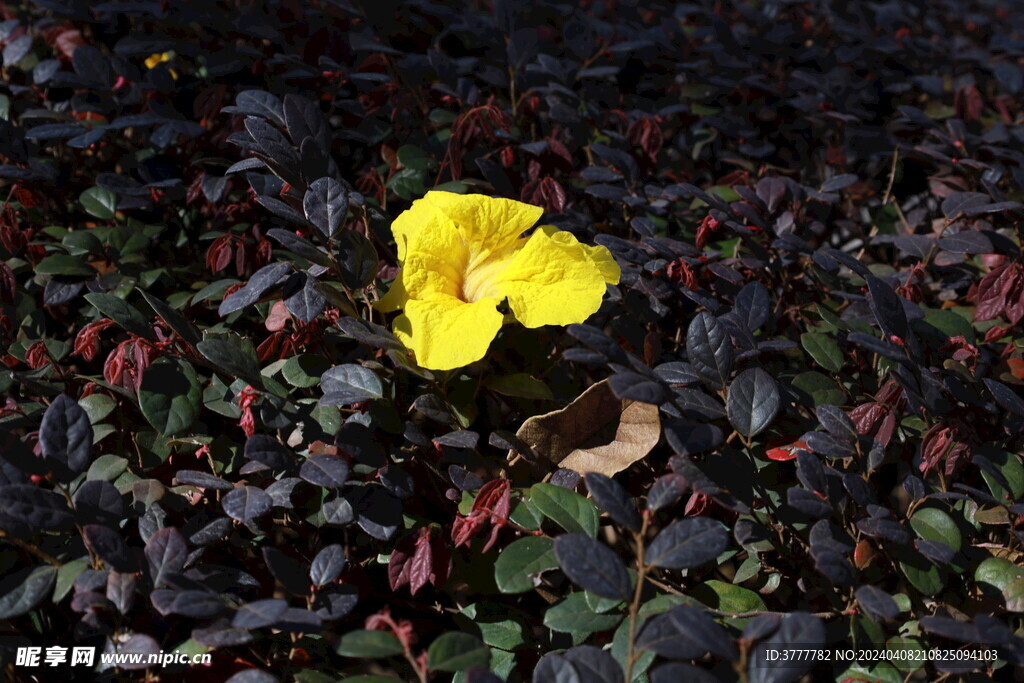 黄花风铃木