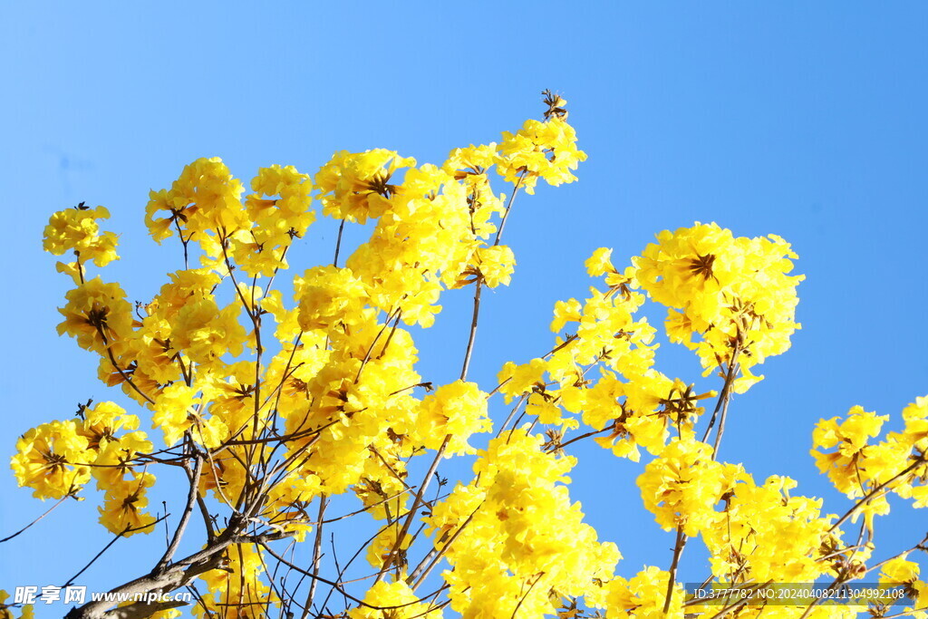 黄花风铃木