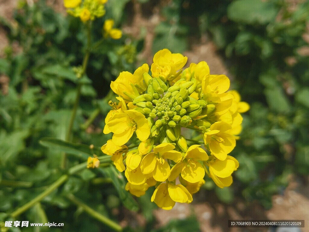 油菜花