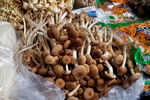 茶树菇