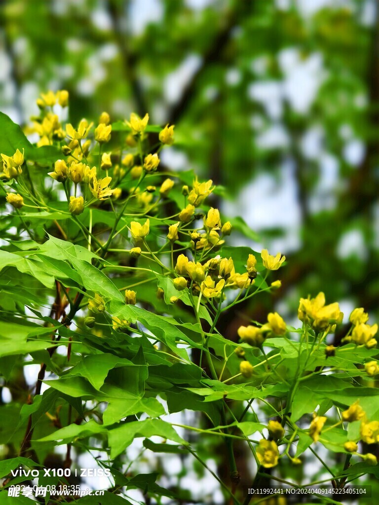 唯美花朵风景