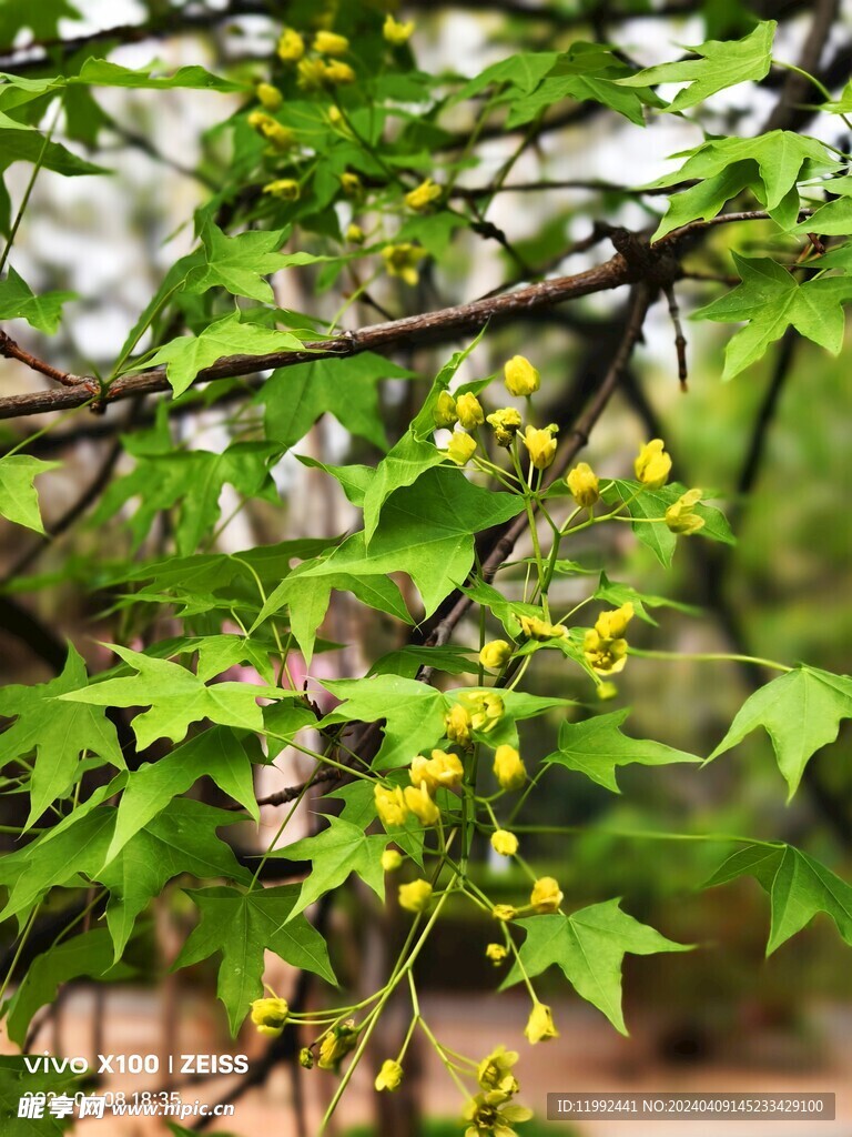 绿叶黄花背景