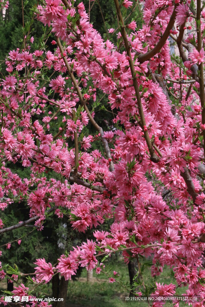 菊花桃
