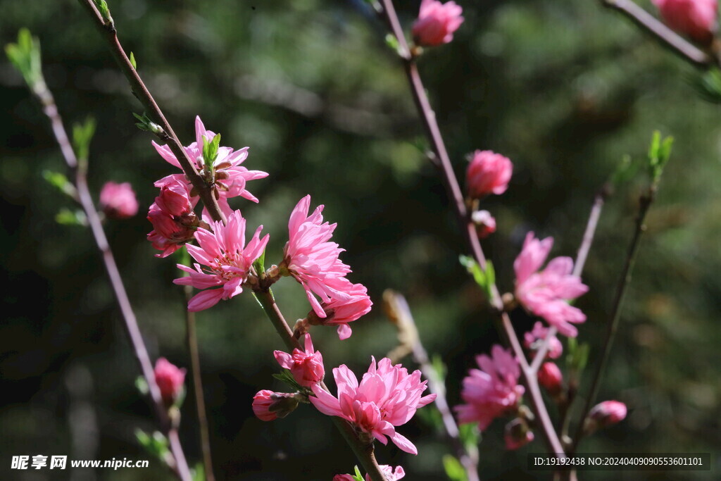菊花桃  