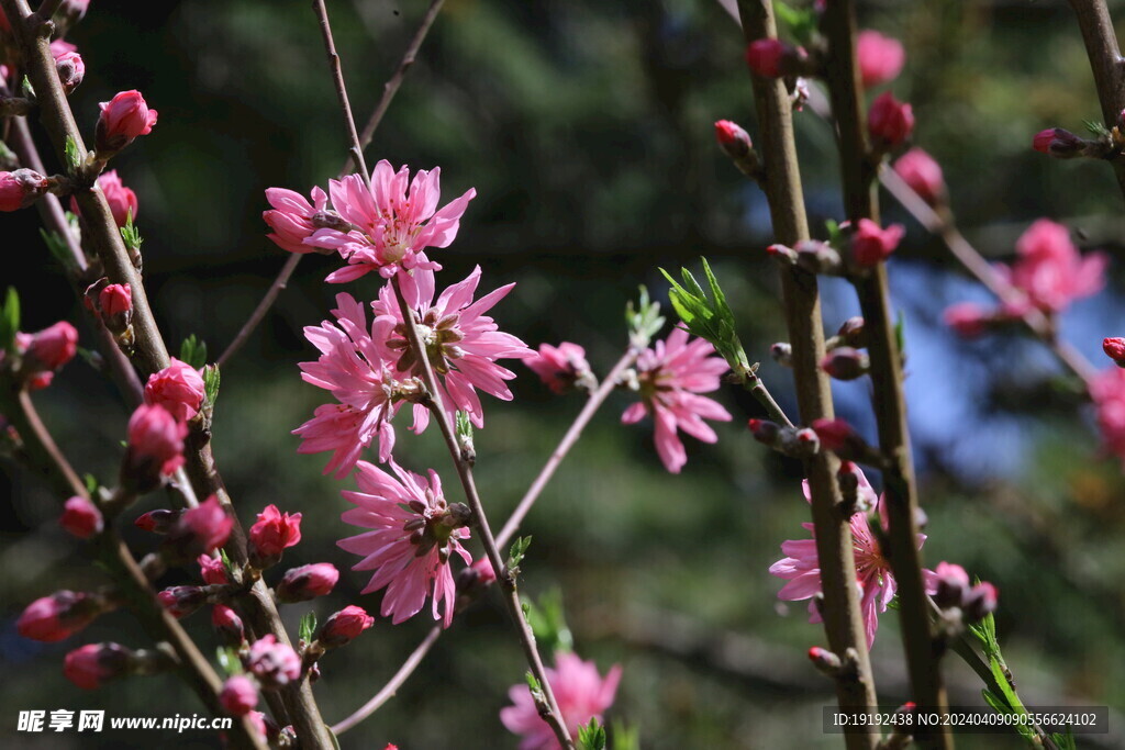 菊花桃 