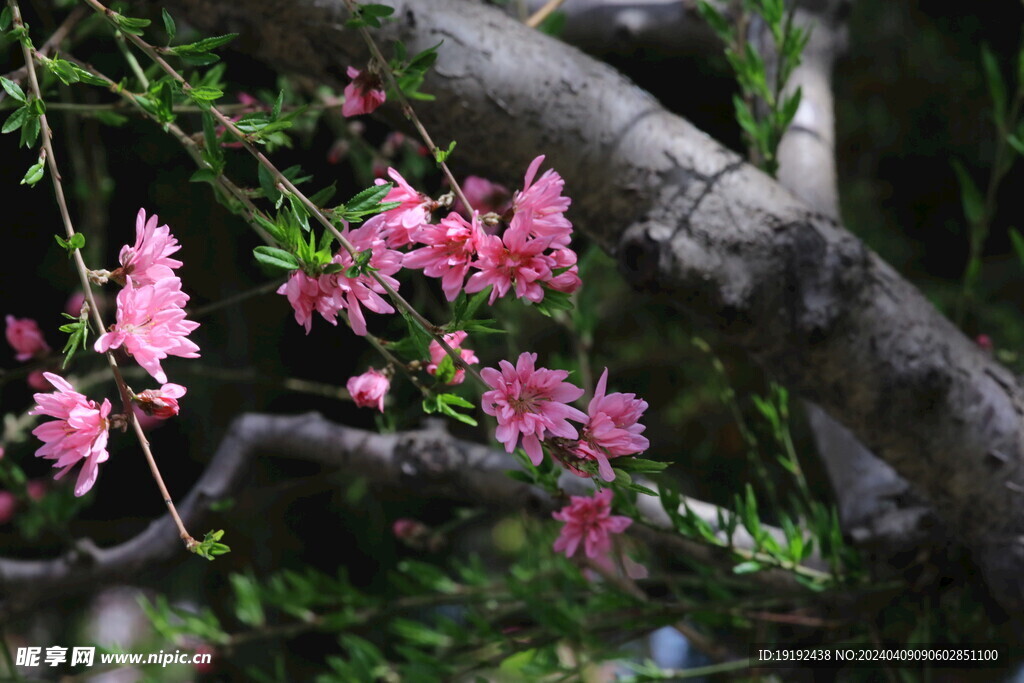 菊花桃 