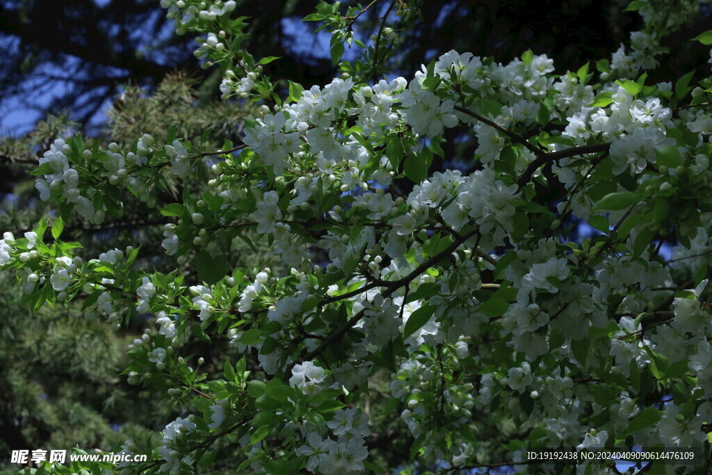 苹果花 