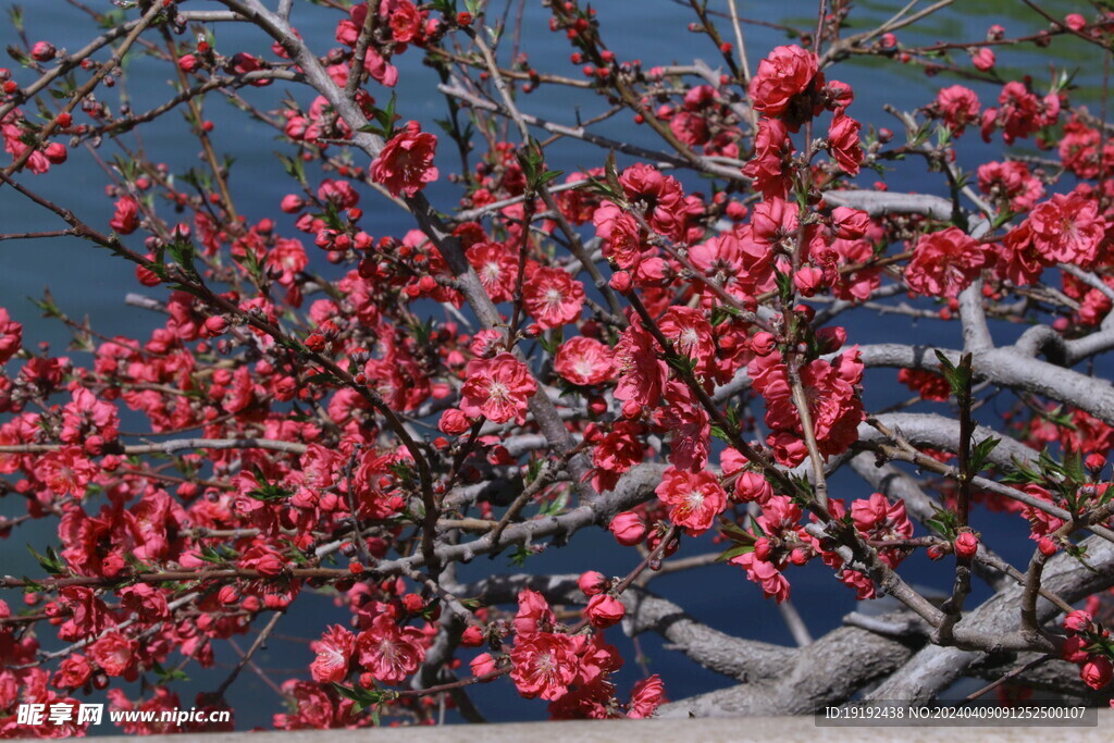 碧桃花 