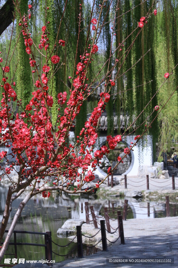 碧桃花 