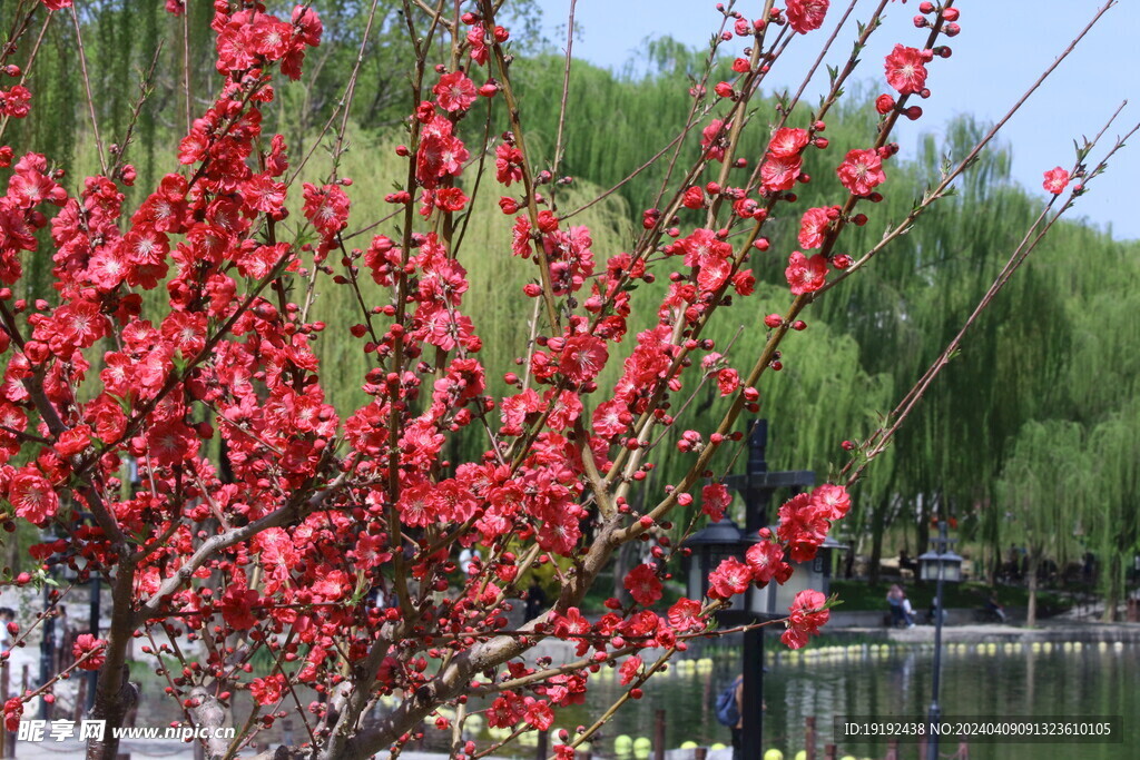 碧桃花  