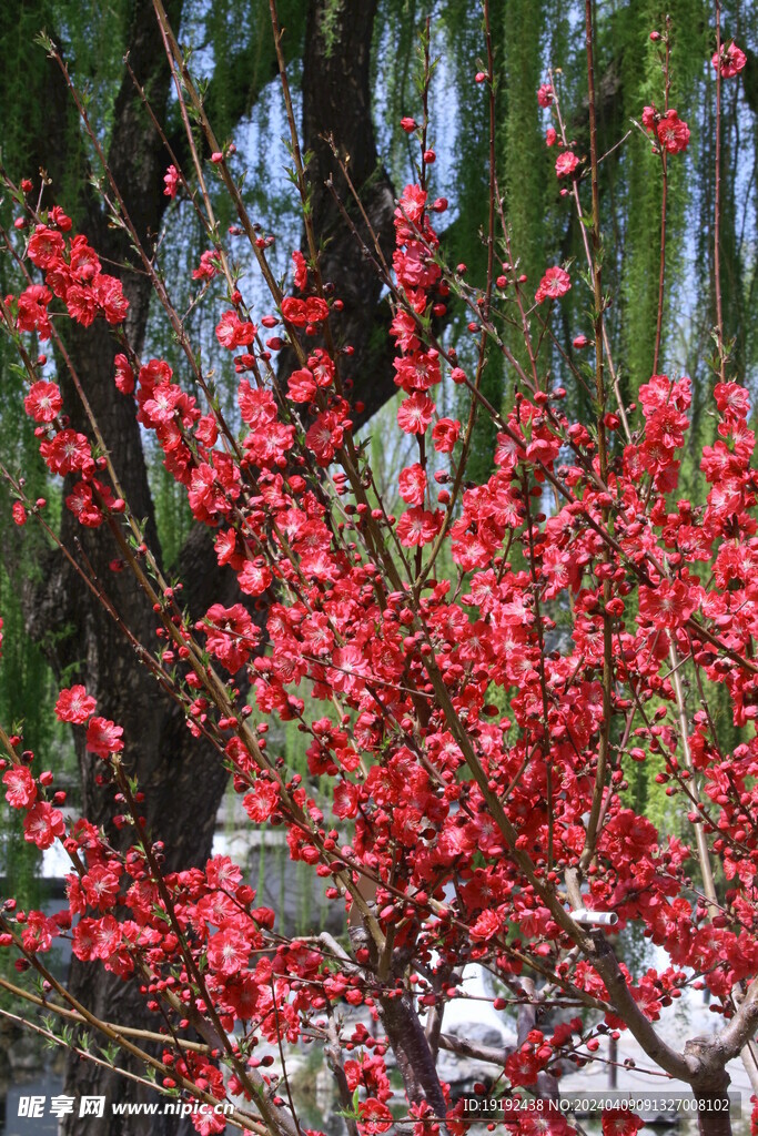 碧桃花  