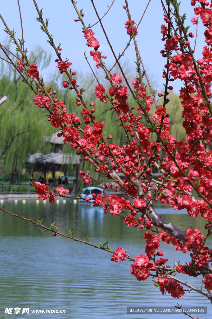 碧桃花  
