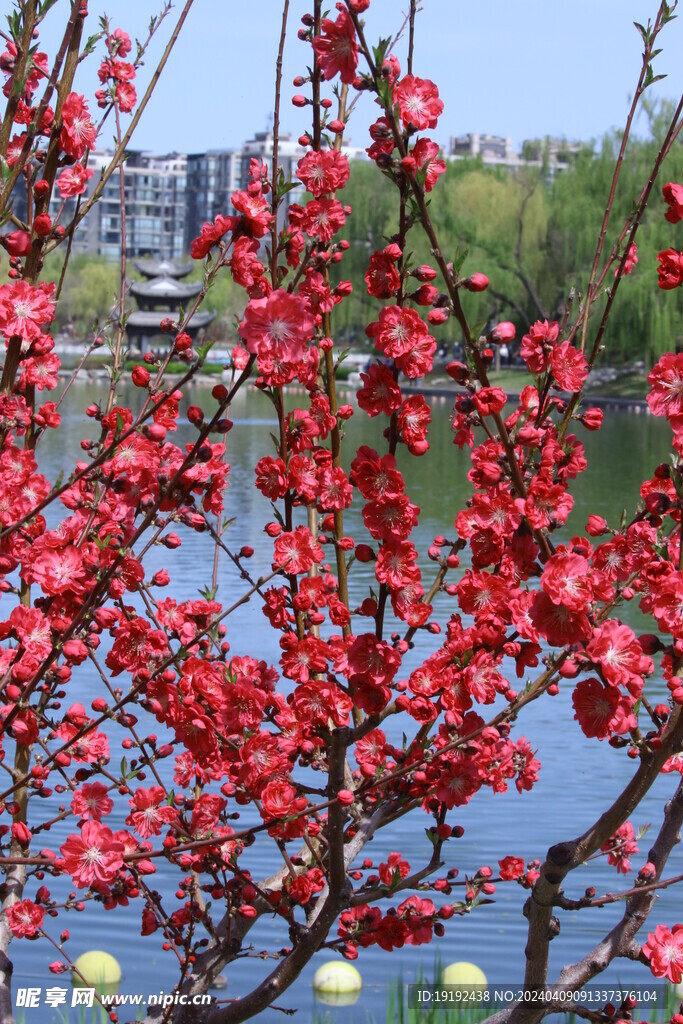 碧桃花  