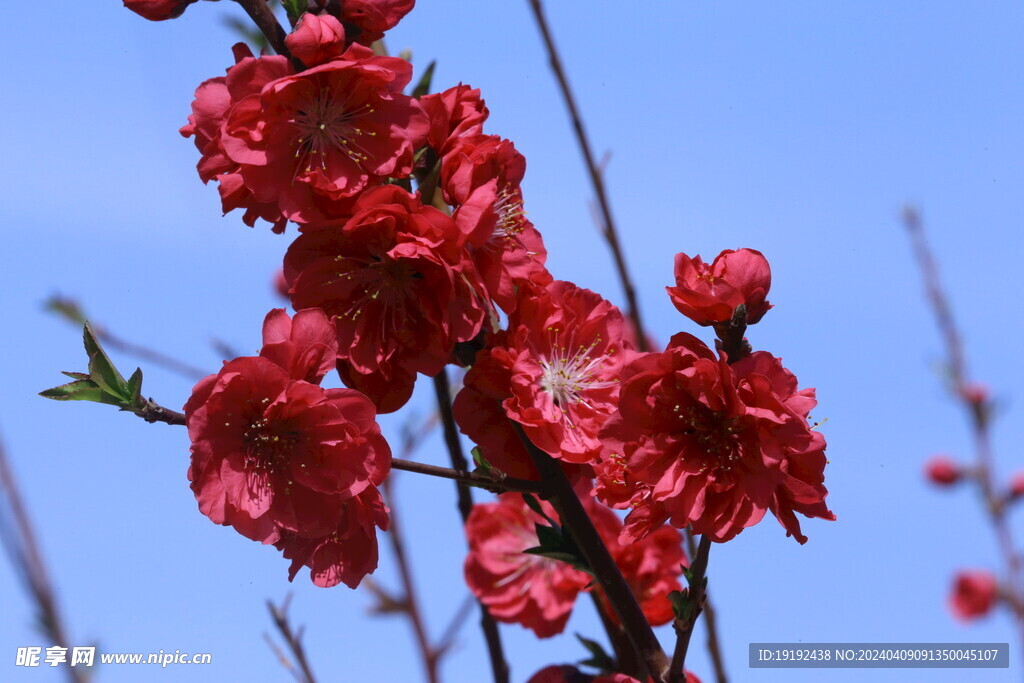 碧桃花  